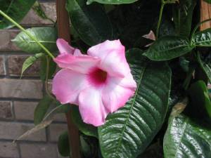 flowersbackyardjune2804011.jpg.w560h420